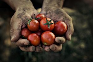 tomatskörd